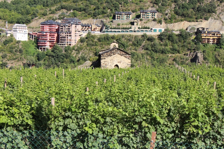 Vinyes del Mas Berenguer, a Sant Julià de Lòria.