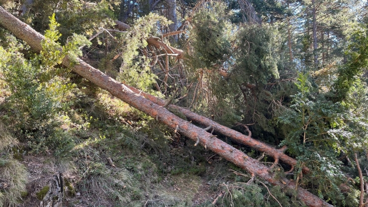 Un bosc d'Andorra.