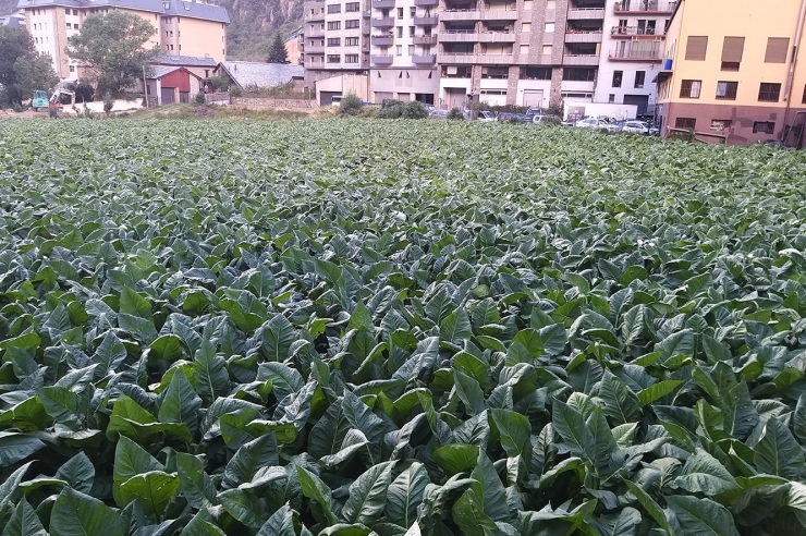 Una plantació de tabac a la capital.