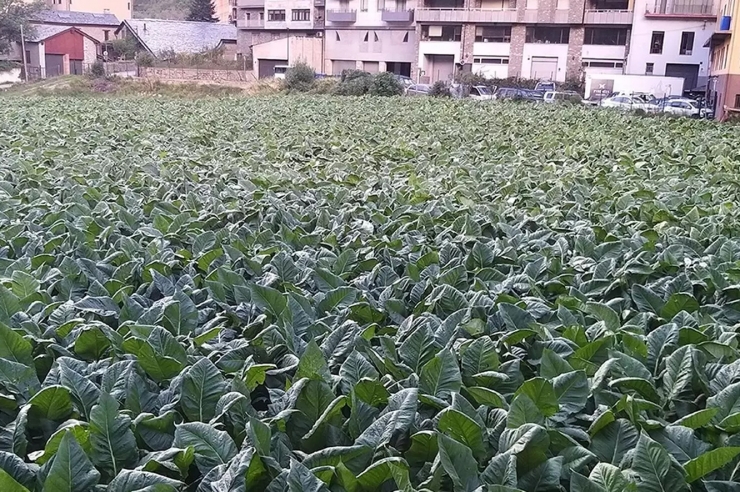 Una imatge d'arxiu d'una plantació de tabac.